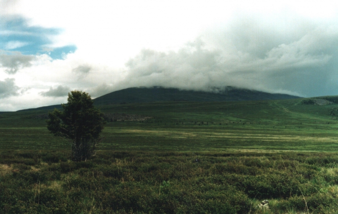 Последний абориген Семинского перевала (Туризм, Семинский перевал, горный алтай)