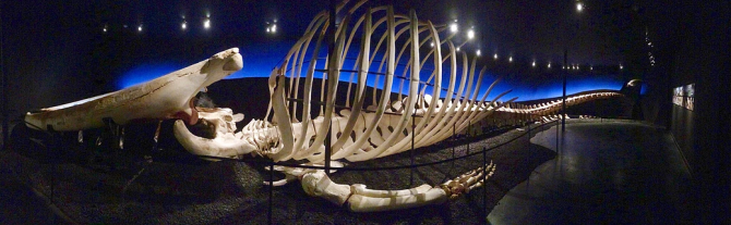   66-   . Husavik, Iceland (, , , , research, , , whalebones, )