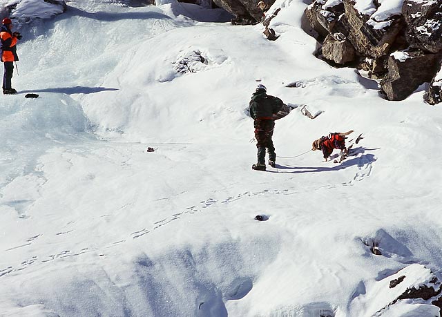 Лавинные собаки. Несколько фотографий (спасатели, алтай, горы, лавины)