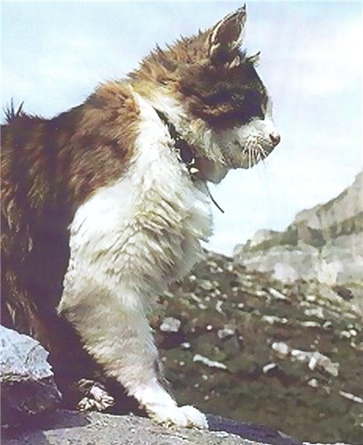 Швейцарский кот-альпинист — Risk.ru