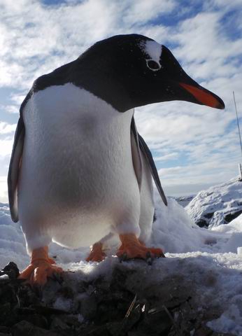 Антарктида в изложении альпиниста (Путешествия, пингвины, максим богатырев)