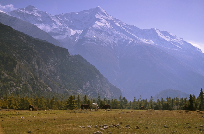 Гималаи (Непал, трек вокруг Аннапурны), отчёт апреля 2011 (Горный туризм, annapurna, namung la, mimdu-danda, mount, himalaya, горы, мимду-данда, аннапурна)