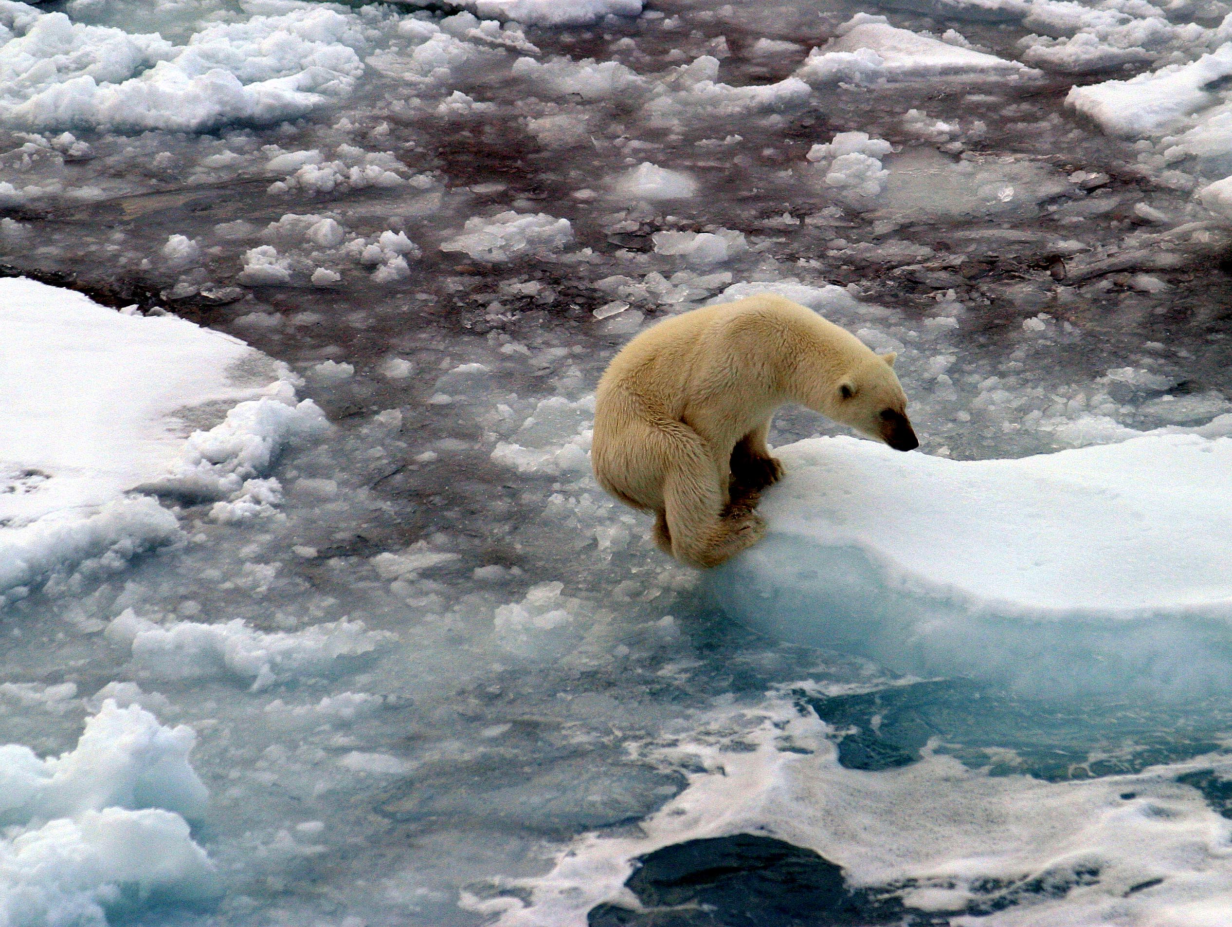 Северный ледовитый животный мир. Северный Ледовитый океан белый медведь. Животные Северного Ледовитого океана. Severniy ledovitiy Okean zhivotnie. Животный смирсеверно леледовитый океан.