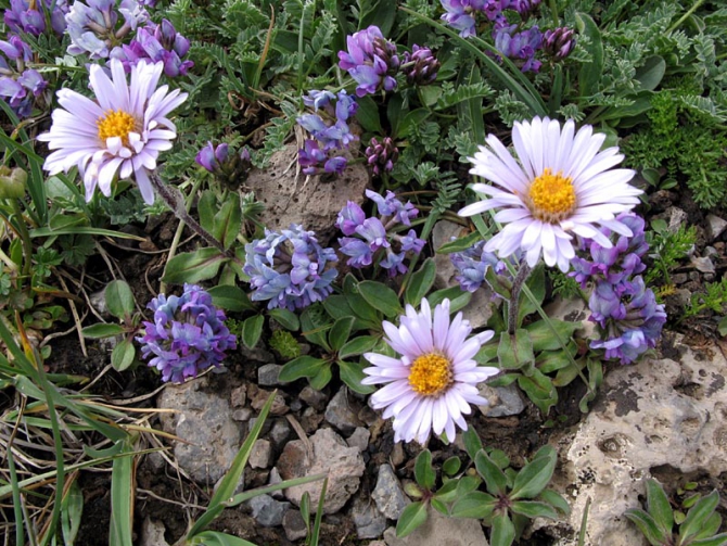 Цветы Восточного Заалая (Альпинизм, маи, памир, курумды)