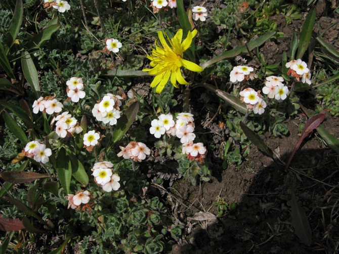 Цветы Восточного Заалая (Альпинизм, маи, памир, курумды)