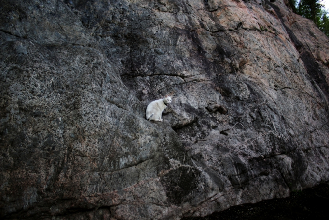 Red Fox Karelian Rocks. Подготовка боулдер-трасс (Скалолазание, скалолазание, боулдеринг, фестиваль, redfox, karelianrocks, карелианрокс, climbing, bouldering, redfoxkarelianrocks)