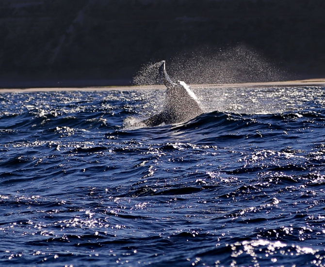 Полуостров южных китов. Валдес. Аргентина. (Путешествия, Пуэрто Мадрин, Южные киты, полуостров Валдес)
