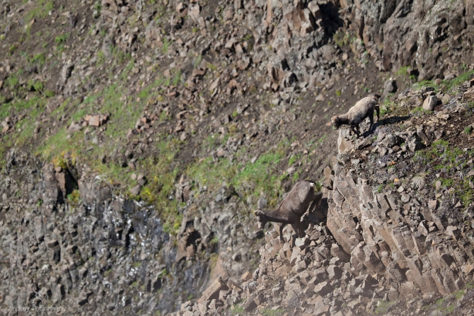 Одиночный трёхнедельный поход по плато Путорана 2015 (Туризм, кутарамакан, подкорытов, таймыр, одиночный поход, путоранский снежный баран)