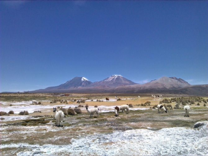 Сахама, 6542 м, Боливия, немного фото (Альпинизм, брошеван, восхождение, sajama, bolivia)