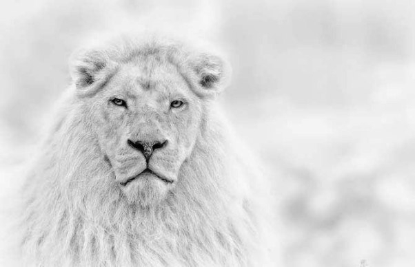 UPD. Снежный лев 2016. Итоги (футбол на снегу, Snow Lion)
