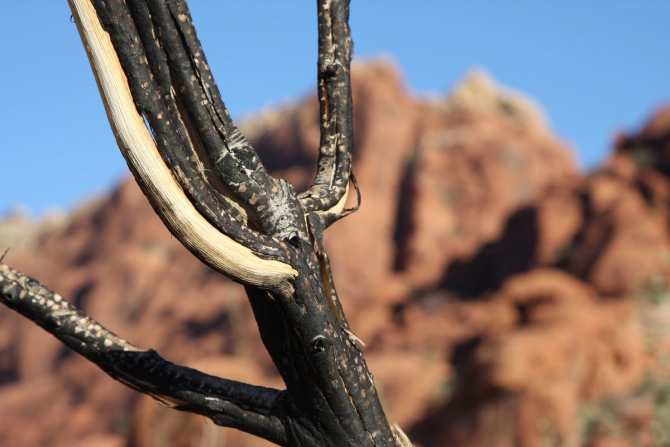 Невада - Юта - деревья...