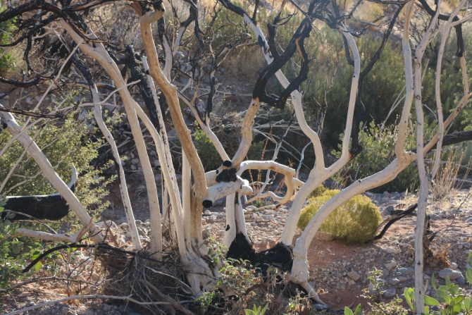 Невада - Юта - деревья...