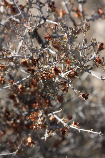 Невада - Юта - деревья...