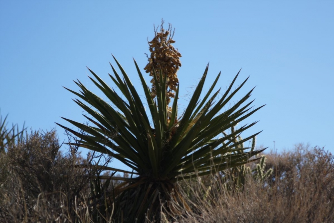 Невада - Юта - деревья...