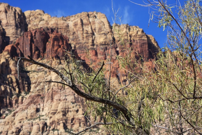 Невада - Юта - деревья...