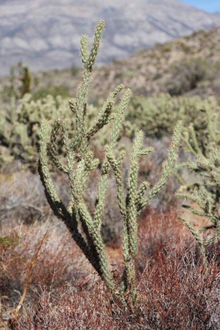 Невада - Юта - деревья...