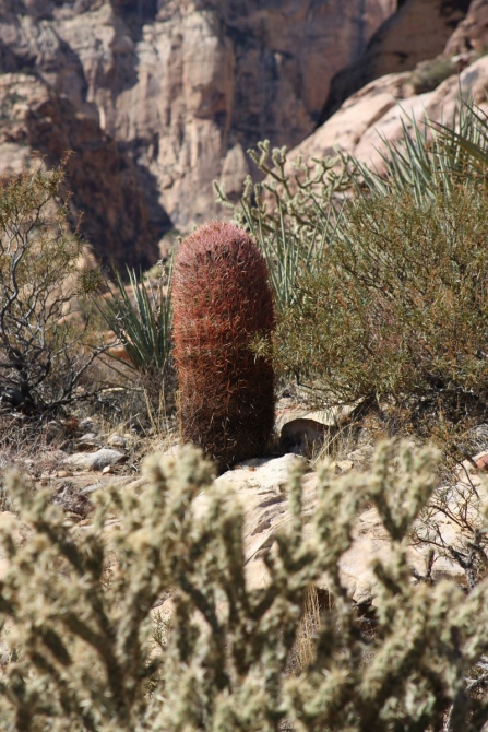 Невада - Юта - деревья...