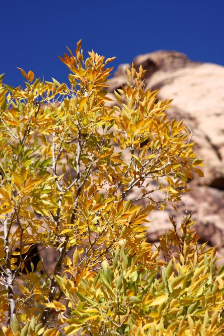 Невада - Юта - деревья...