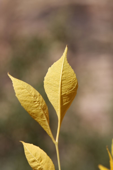 Невада - Юта - деревья...