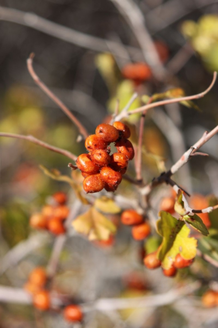 Невада - Юта - деревья...