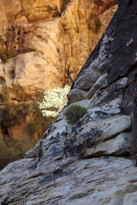 Невада - Юта - деревья...