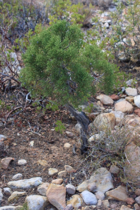 Невада - Юта - деревья...