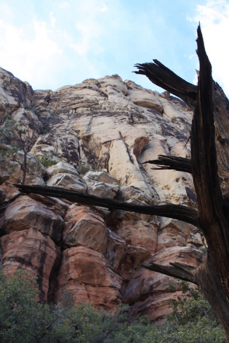 Невада - Юта - деревья...