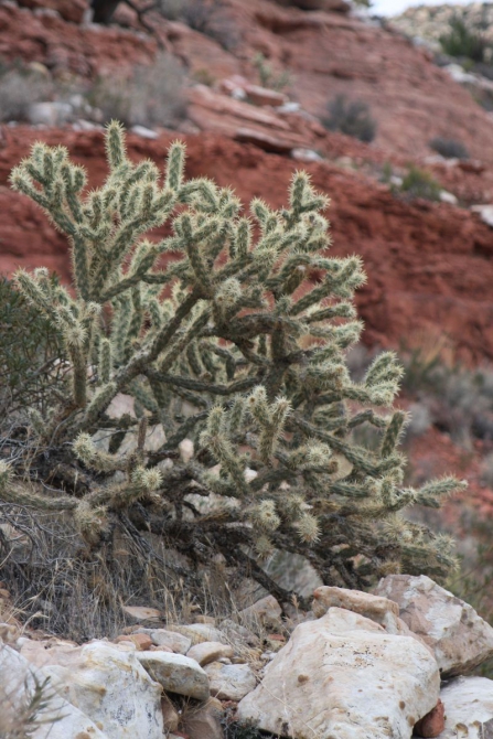 Невада - Юта - деревья...