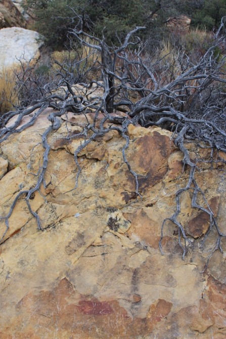 Невада - Юта - деревья...