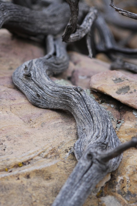 Невада - Юта - деревья...