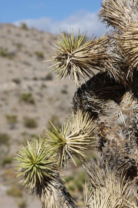 Невада - Юта - деревья...