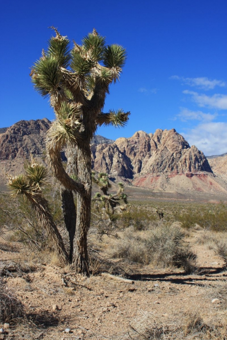 Невада - Юта - деревья...