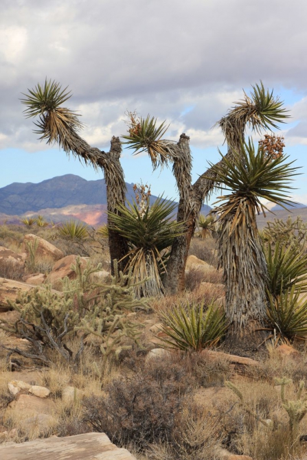 Невада - Юта - деревья...