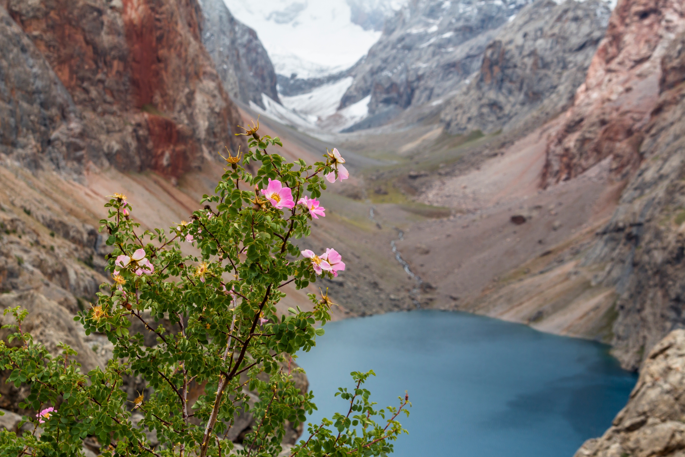 Цветочные горы Таджикистан
