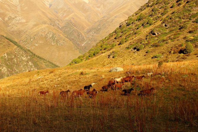 Ала-Арча. Осенние мотивы (Туризм, киргизия, фотоотчет)