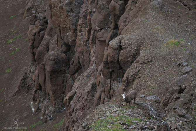 Одиночный 30-дневный пеше-водный поход по плато Путорана 2016 (Туризм, аян, подкорытов, кутарамакан, камень, дёлочи, хикикаль, одиночный поход, лама)