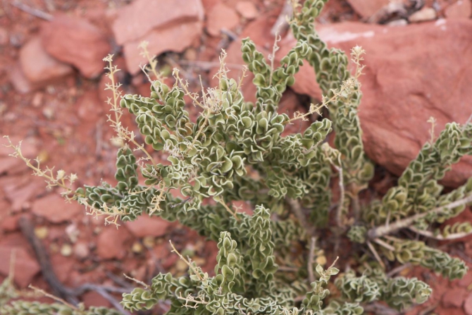 Невада - Юта - деревья...