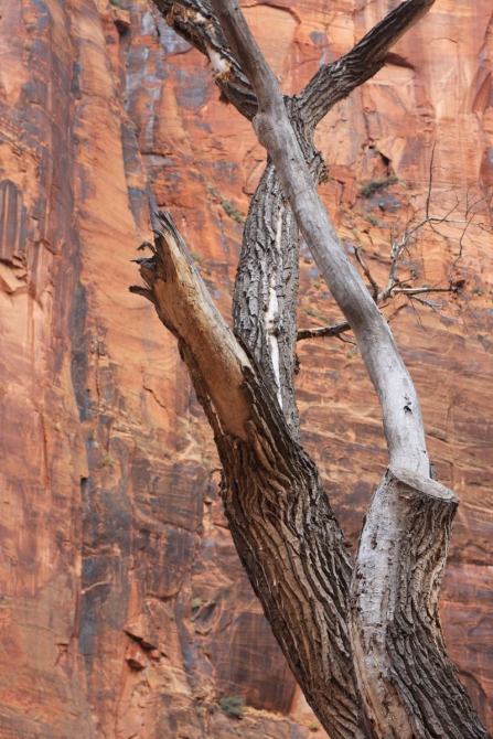 Невада - Юта - деревья...