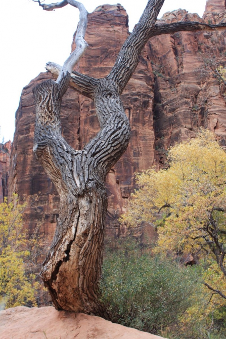 Невада - Юта - деревья...