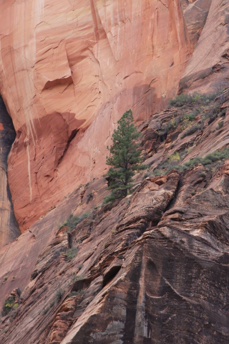 Невада - Юта - деревья...