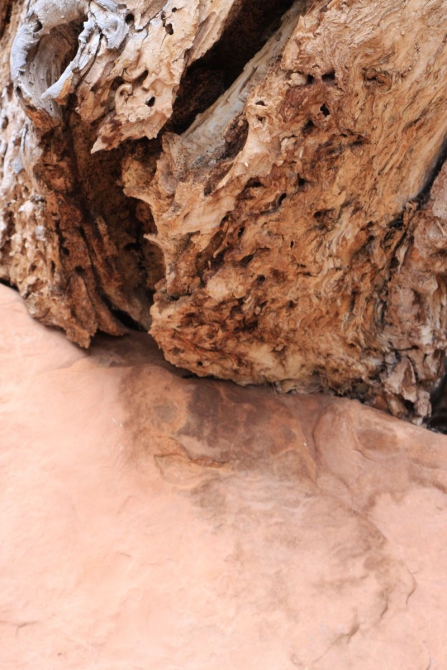 Невада - Юта - деревья...