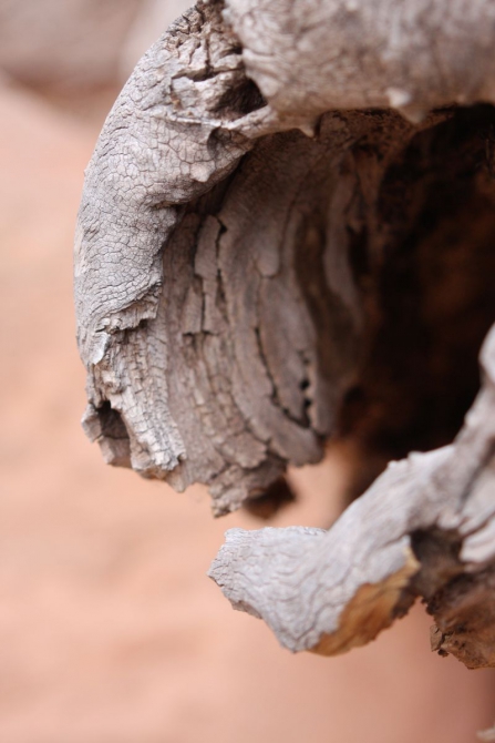 Невада - Юта - деревья...