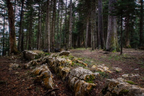 Как выглядит реликтовый хвойный лес на Западном Кавказе (Горный туризм, #кавказ #краснодарскийКрай #лес)