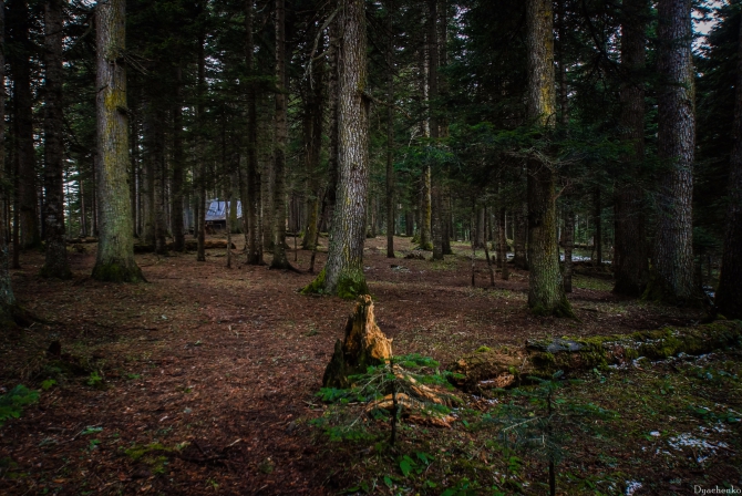 Как выглядит реликтовый хвойный лес на Западном Кавказе (Горный туризм, #кавказ #краснодарскийКрай #лес)