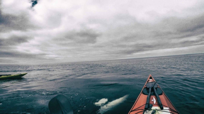 ВИДЕО: Встреча с Косатками на мысе Слюда (между мысами Мраморный и Анива). Май 2018. Сахалин / Whales vs Sea-kayaker (Вода)