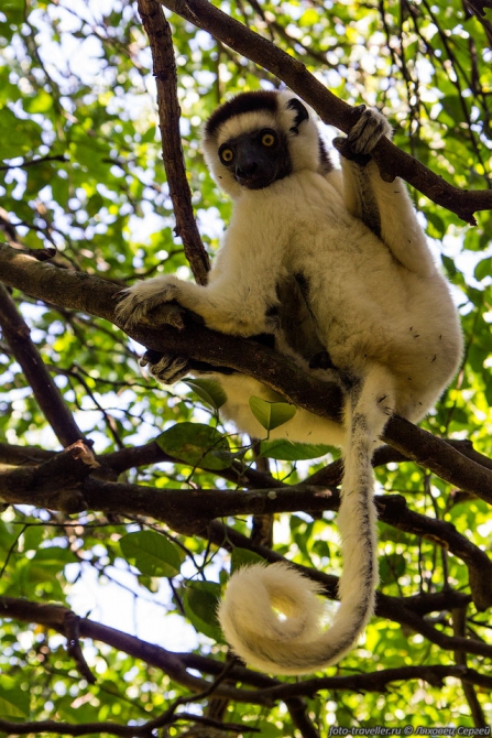 Необычный Мадагаскар (Путешествия)