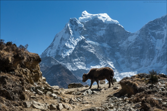 &quot;В гости к Йети&quot; или &quot;Неплательщики в Непале&quot;. Часть 3: Перевал Минбо Ла. (Горный туризм, гималаи, горный туризм)