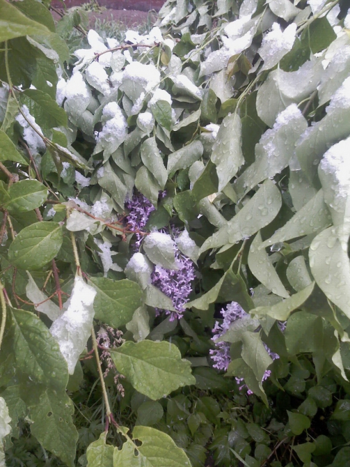 Братск, 19 июня. (глобальное потепление)