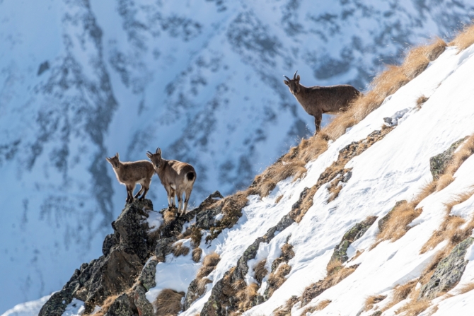 Съемки диких животных на склонах Эльбруса. Звериная тропа. (Горный туризм)