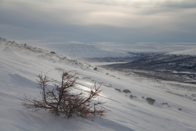 Одиночное лыжное пересечение плато Путорана 2020 (Туризм, лыжный поход, одиночный, подкорытов, putorana, putorana plateau, solo, podkorytov, ski)
